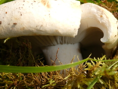 Russula delica