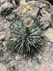 Dasylirion parryanum