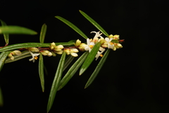 Pimelea
