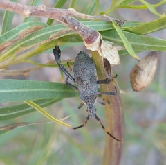 Leptoglossus oppositus