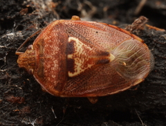 Eupolemus angularis
