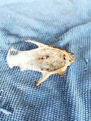 Vertebrata