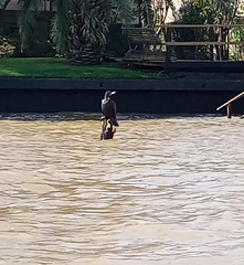 Nannopterum brasilianum