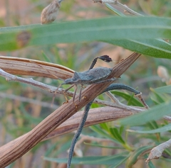 Leptoglossus oppositus