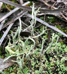 Cladonia scabriuscula