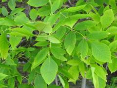 Fraxinus pennsylvanica subintegerrima