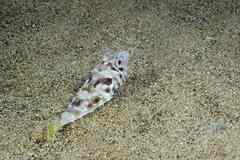 Sphoeroides marmoratus