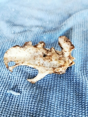 Vertebrata
