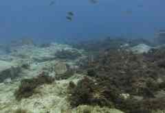 Spondyliosoma cantharus