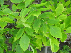 Fraxinus pennsylvanica subintegerrima