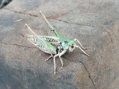 Decticus verrucivorus