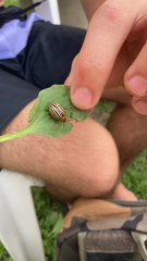 Leptinotarsa decemlineata