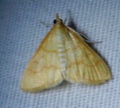 Helvibotys helvialis