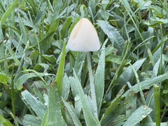 Conocybe