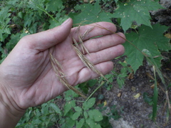 Bromus benekenii
