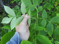 Fraxinus pennsylvanica subintegerrima