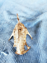 Vertebrata