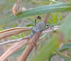 Leptoglossus oppositus