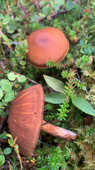 Cortinarius semisanguineus