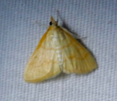 Helvibotys helvialis