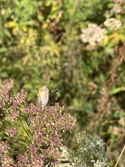 Piezodorus lituratus