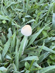 Conocybe