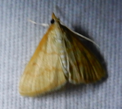 Helvibotys helvialis