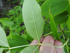 Fraxinus pennsylvanica subintegerrima