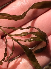 Potamogeton crispus