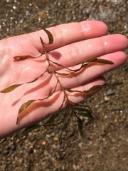 Potamogeton crispus