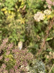 Piezodorus lituratus