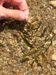 Potamogeton crispus