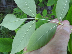 Fraxinus pennsylvanica subintegerrima