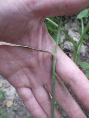 Bromus benekenii