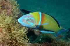 Thalassoma pavo