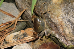 Potamidae