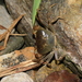Geothelphusa nanao - Photo (c) Allen Lyu, algunos derechos reservados (CC BY-NC), subido por Allen Lyu