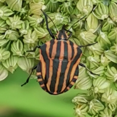 Graphosoma italicum