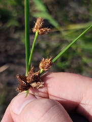 Bolboschoenus maritimus