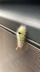 Calliteara pudibunda