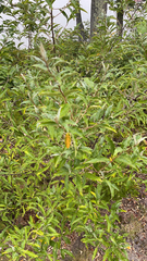 Elaeagnus umbellata