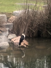 Microcarbo melanoleucos