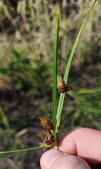 Bolboschoenus maritimus