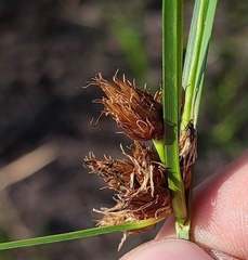 Bolboschoenus maritimus