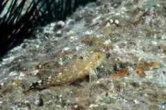 Tripterygion delaisi