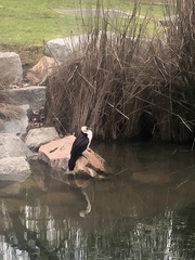 Microcarbo melanoleucos