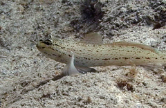 Gobius bucchichi