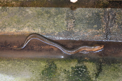 Synbranchus marmoratus