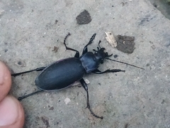Carabus violaceus