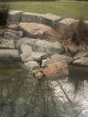 Microcarbo melanoleucos